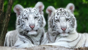 White Tiger Cubs