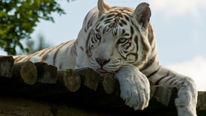 White Tiger Desktop Images