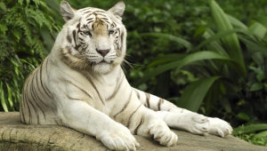 White Tiger HD Background