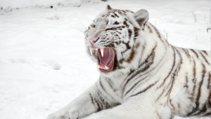 White Tiger HD Pics