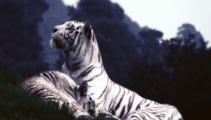 White Tiger Images