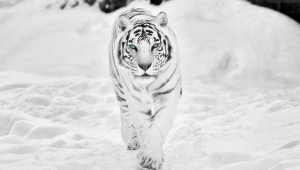 White Tiger Wallpapers HQ