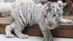 White Tiger Baby