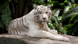 White Tiger For Desktop Background