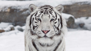 White Tiger Wallpaper For Windows