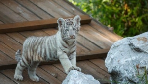White Tiger Baby Pictures