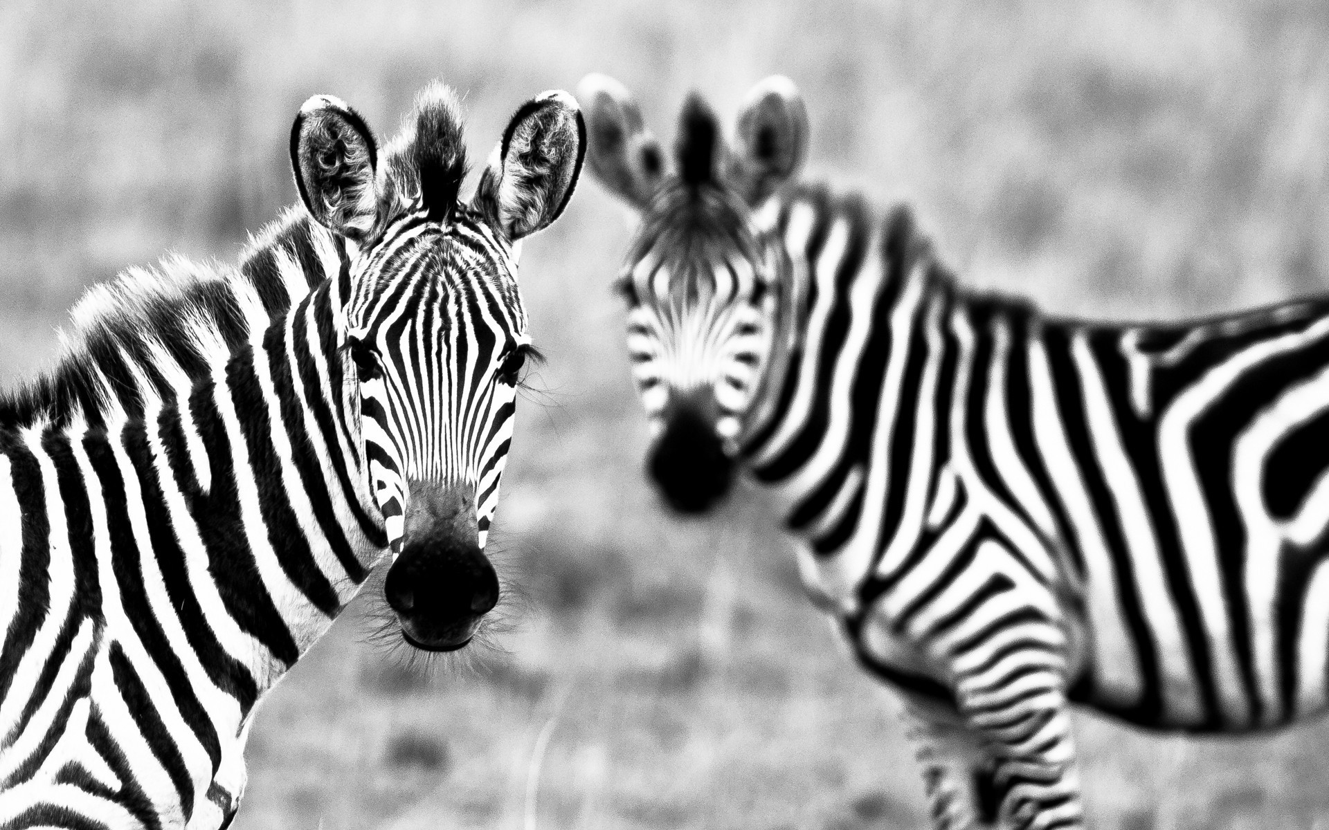 Zebra Wallpapers Images Photos Pictures Backgrounds