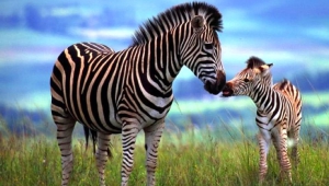 Zebra Download Free Backgrounds HD