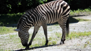 Zebra HD