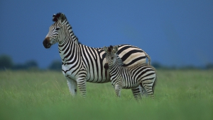 Zebra HD Background
