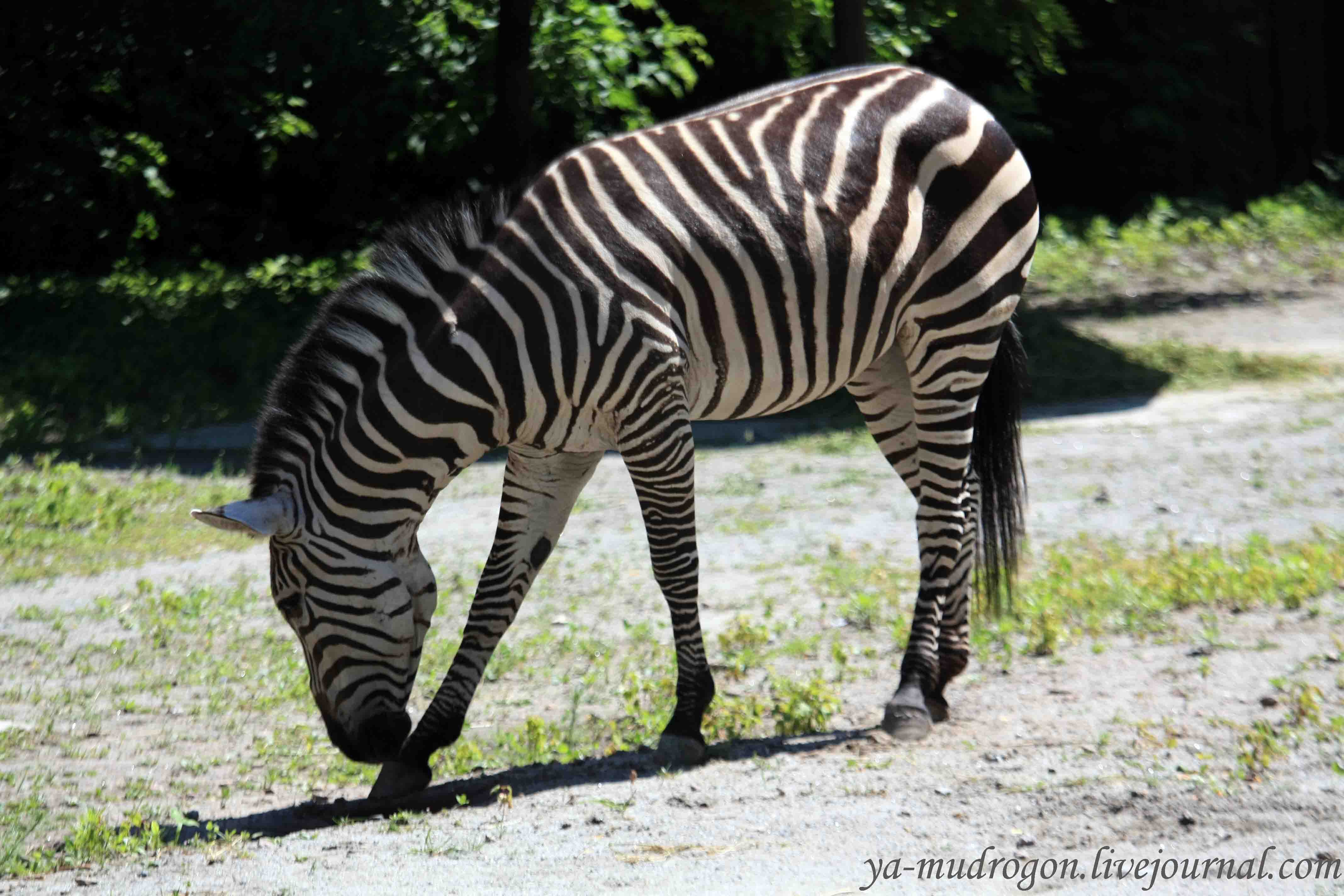 Zebra Hd