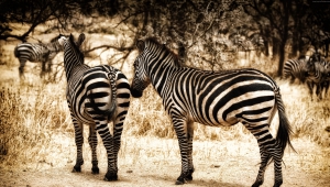 Zebra High Definition