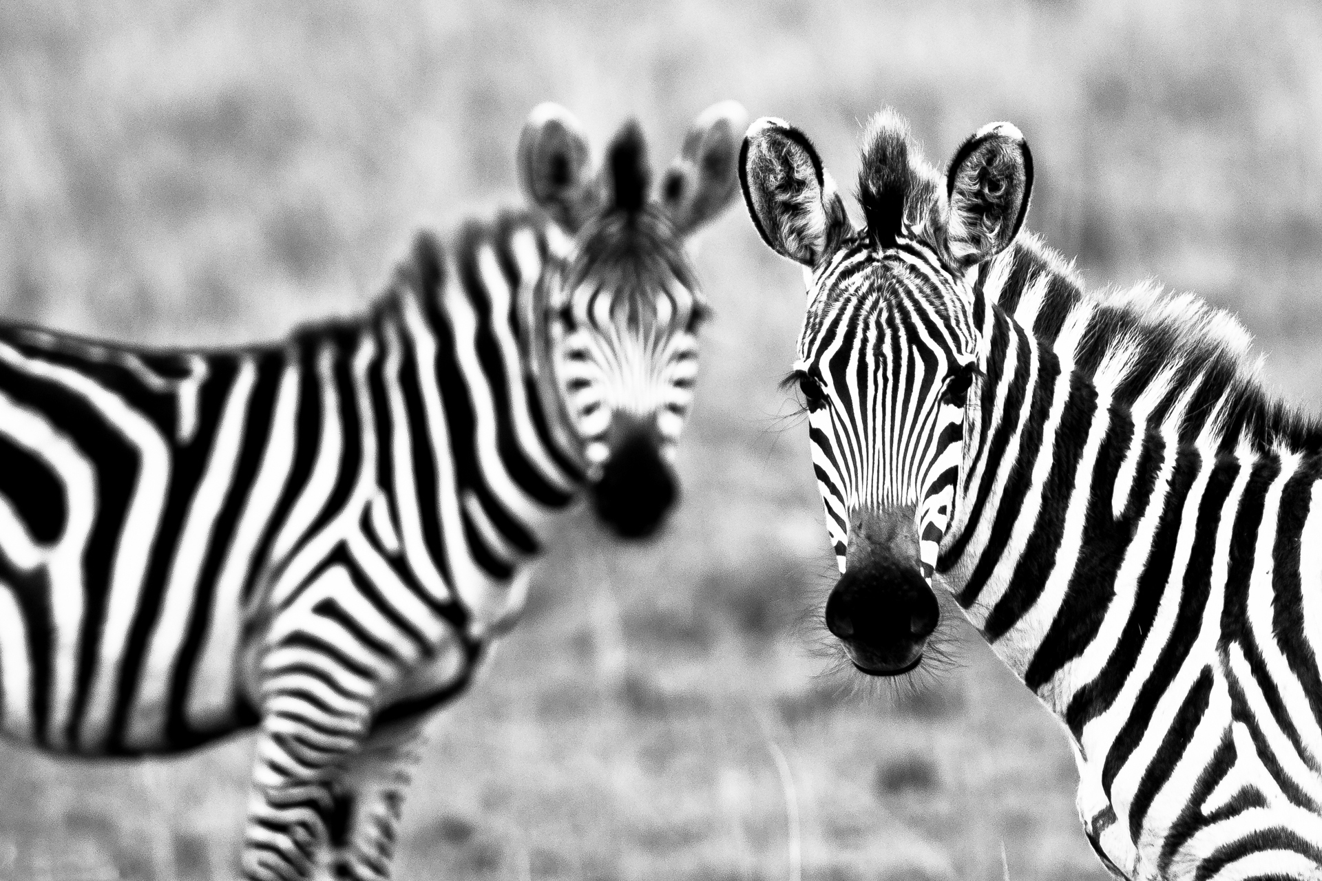 Zebra Wallpapers Images Photos Pictures Backgrounds