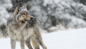 Angry Wolf Photo