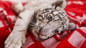 White Tiger Cub Pictures