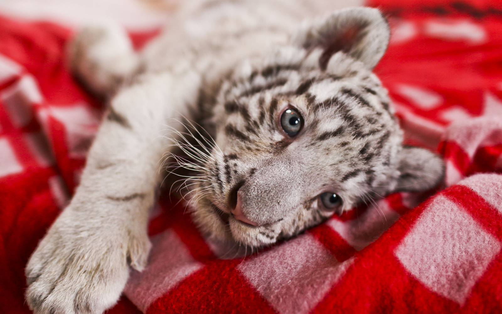 white and black baby tiger