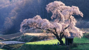 Sakura Screenshots