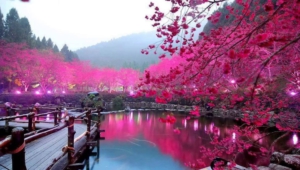 Sakura Hd Background