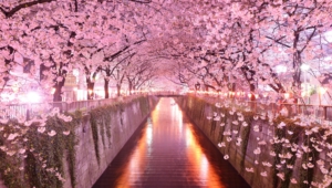 Sakura Photo