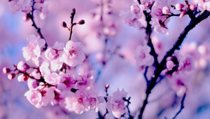 Images Of A Sakura