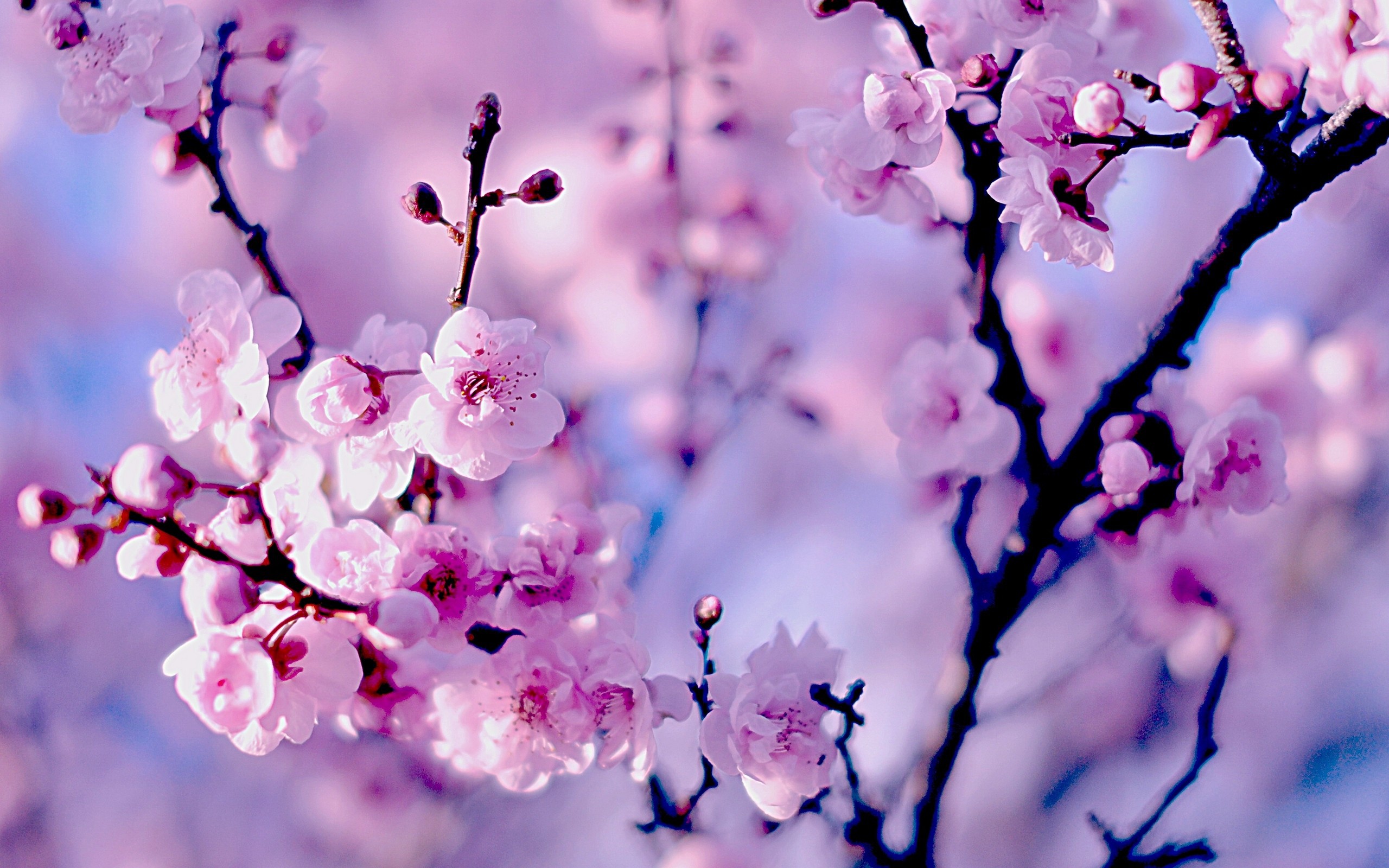 Images Of A Sakura
