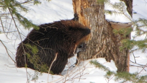 Beaver Background