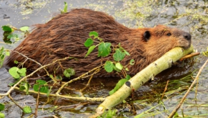 Beaver Images