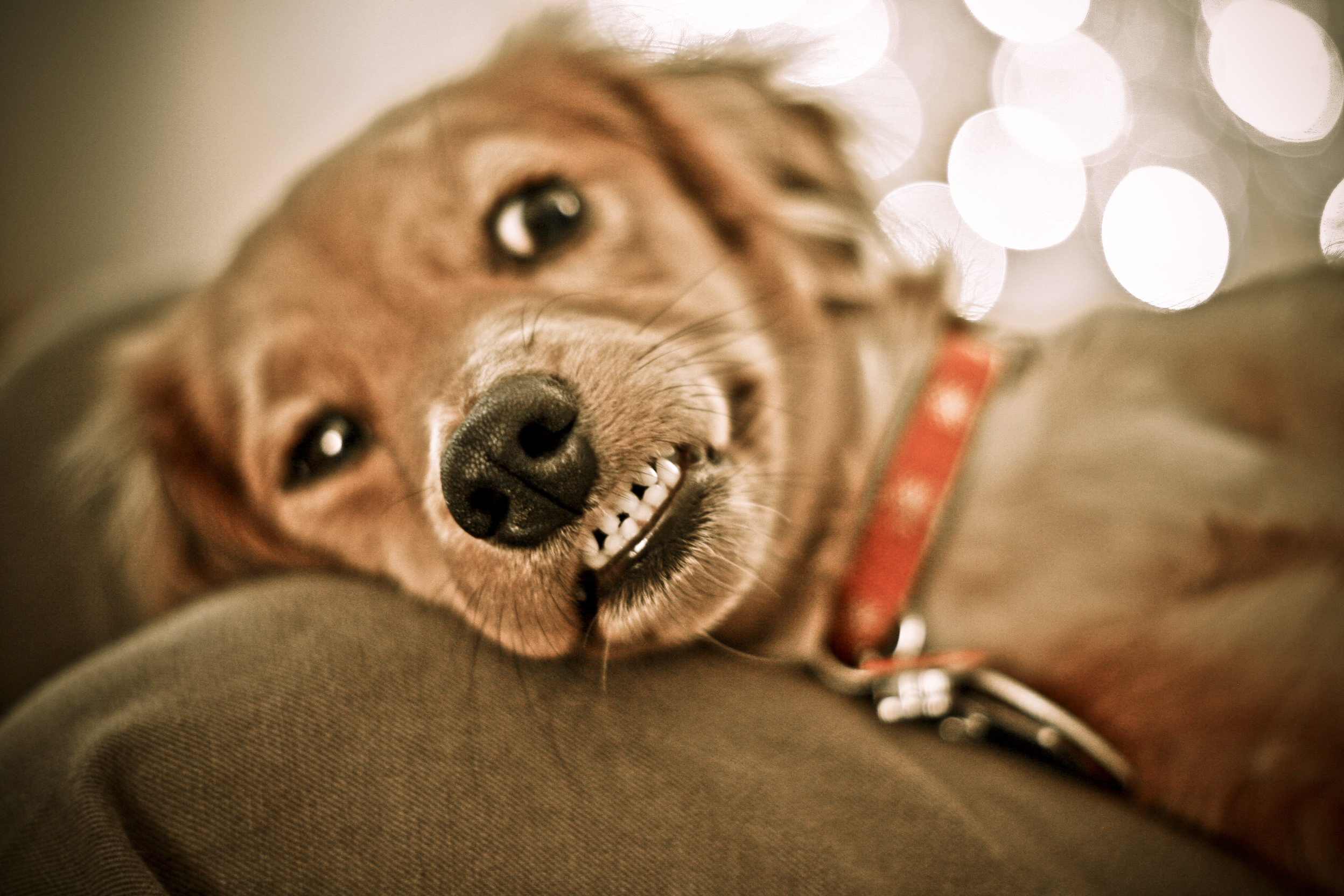 Funny Dogs Hd Background 
