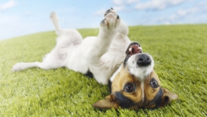 Funny Dog Backgrounds 4 Desktop Wallpaper