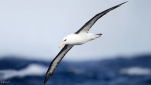Albatross Widescreen
