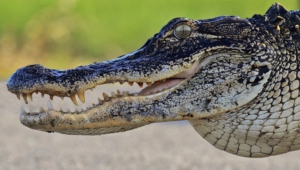 Alligator Background