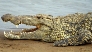 Alligator HD