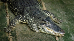 Alligator HD Background