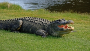 Alligator High Definition Wallpapers
