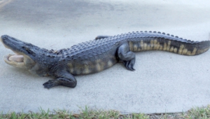 Alligator Pictures