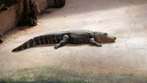 Alligator Wallpaper