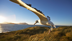 Pictures Of Albatross