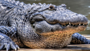 Pictures Of Alligator