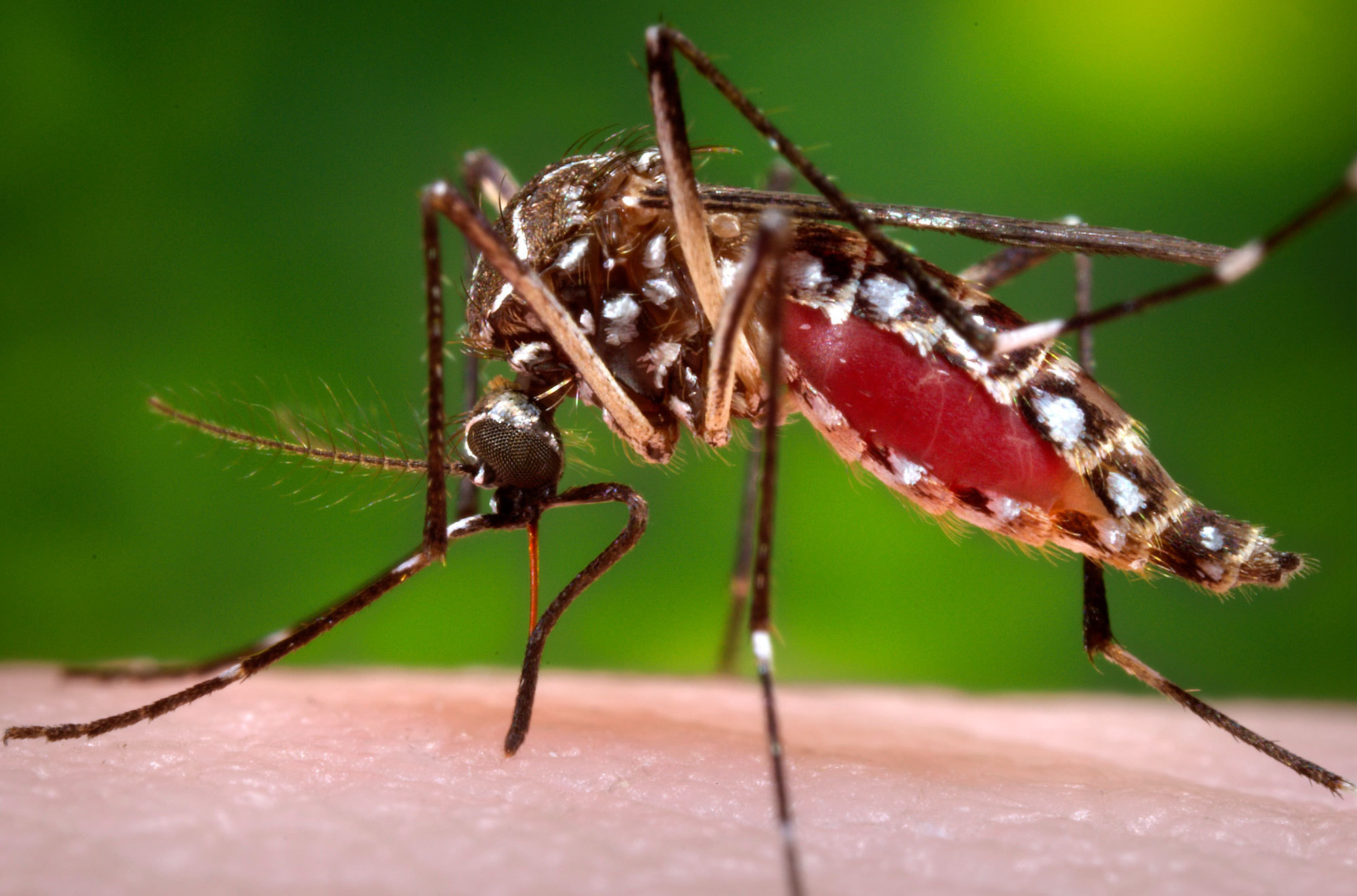 Zika virus‬‬ Wallpapers Images Photos Pictures Backgrounds
