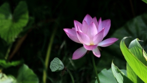 Lotus Flower Hd Desktop