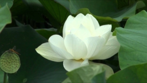 Lotus Flower High Definition Wallpapers