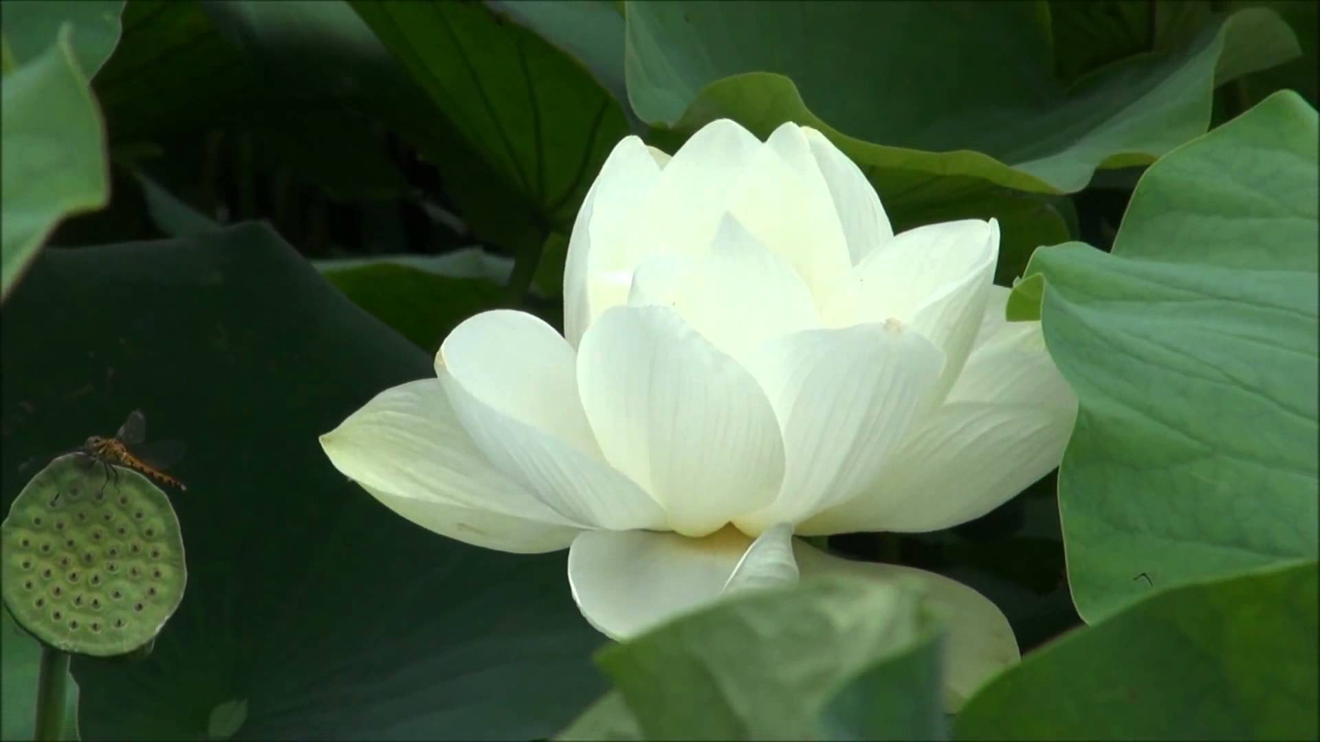 Lotus Flower Wallpapers Images Photos Pictures Backgrounds