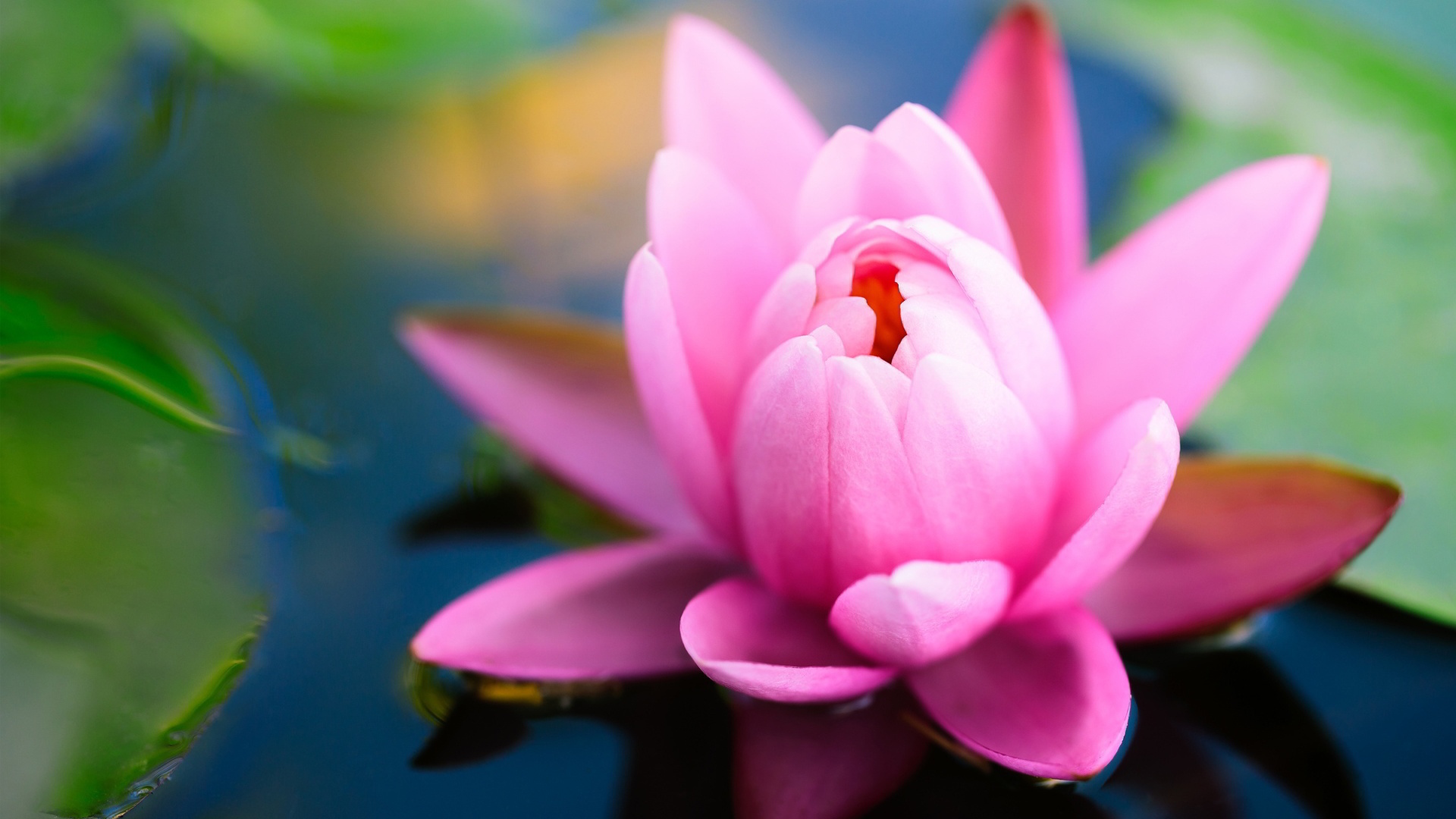 Lotus Flower Wallpapers Images Photos Pictures Backgrounds