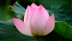 Lotus Flower Photos