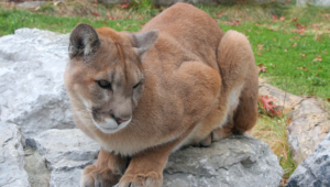 Cougar High Quality Wallpapers