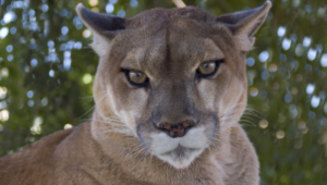 Cougar Wallpapers Hd