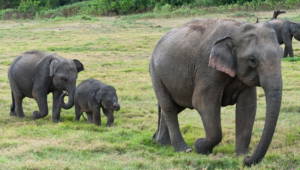 Elephant Background