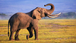 Elephant High Definition