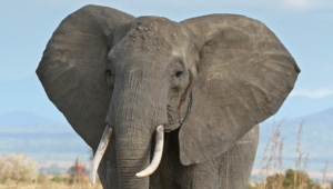 Elephant Widescreen