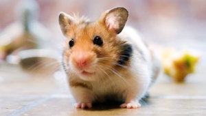 Hamster High Quality Wallpapers